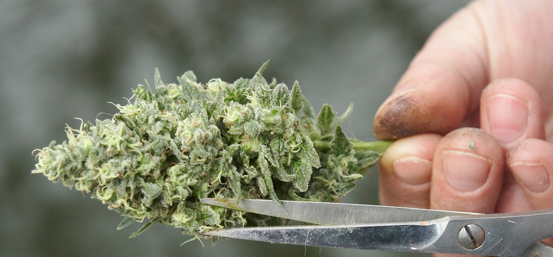 Hand vs. Machine Trimming Which Is Better? Cannafo News Marijuana